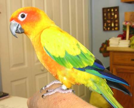 Pedro-my bird