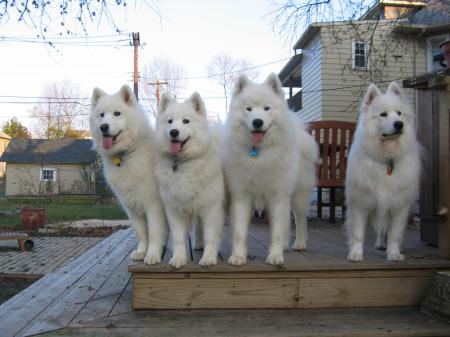 4 of our Samoyeds