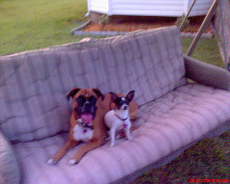 Our Boxer "Katy" and our Chihuahua "Oreo".