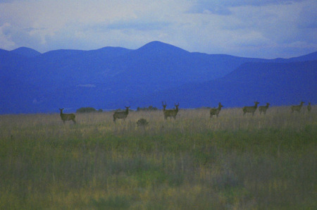 Twilight Herd