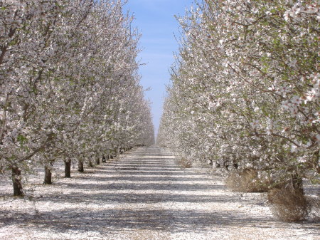 The Orchard photo