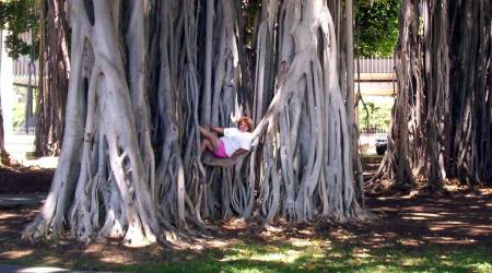 My Hawaiian Holliday in a Banyan Tree