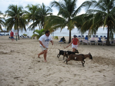 Racing goats in Jamaica