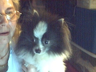 Just one of my Pomeranians!