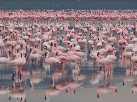 flamingoes at Lake Nakuru - Kenya