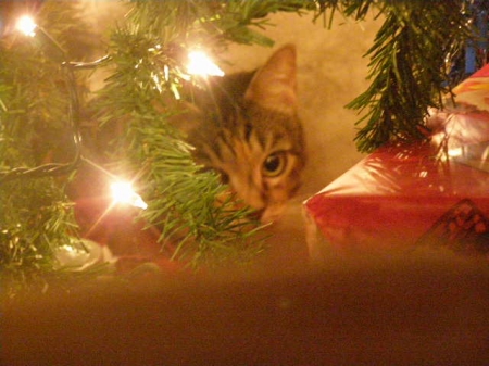 my christmas kitty