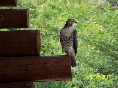 Red Tailed Hawk