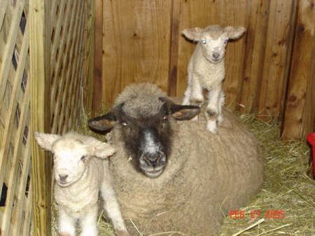 Lambing Time in the Barn