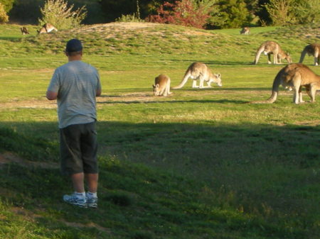 Peter and Kangaroos on Golf Course Australia 2