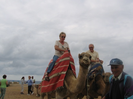 Smiling Camel