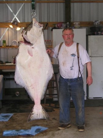 my husband Arnold's first HUGE Halibut, 128#.