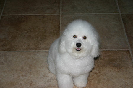 Daisy our Bichon