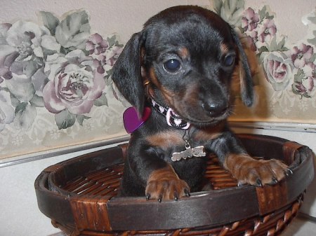 Lovely in a basket