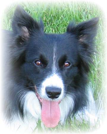 Our Border Collie, Miss Daisey