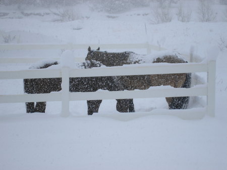 Horses "enjoying" snow