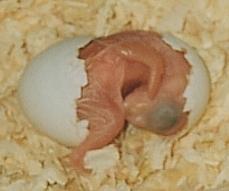 One of the babies hatching when I was breeding