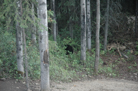 Backyard Guest