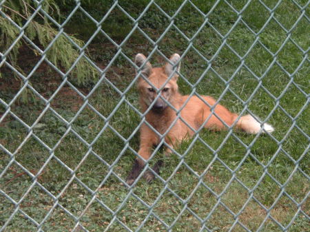 Maned Fox