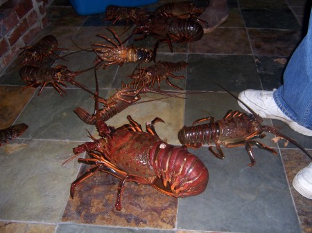 LOBSTER ANYONE?!