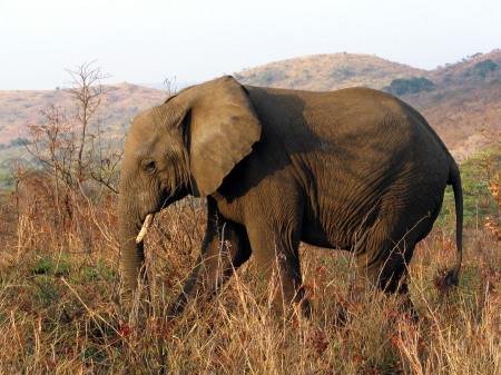 South Africa - Hluhluwe Hilltop Camp Safari