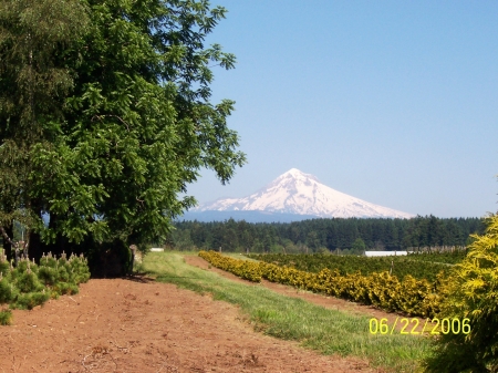 Mt Hood