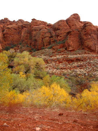 Fall Colors in St. George, UT
