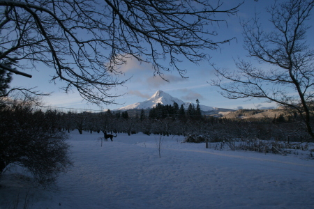 mt hood adams 006