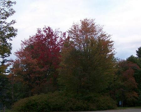 Fall in Allegheny State Park