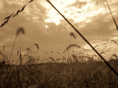 Field of timothy