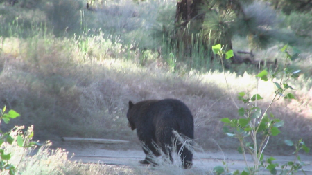 Bear in back yard  May 07