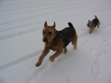 you wanted 'pets in snow' pic
