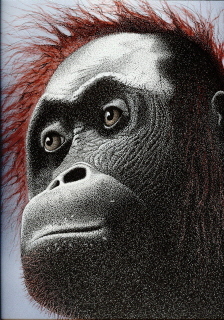 "Orangutan" my artwork