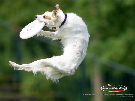 Frisbee Dog