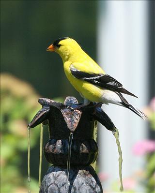 Goldfinch on My Mexican Fountain