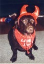 buddy again, such a little devil