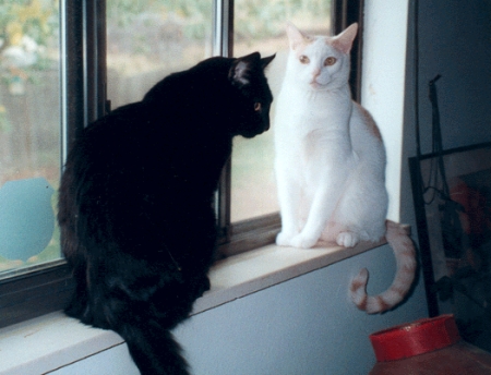 Cats gossiping in the window