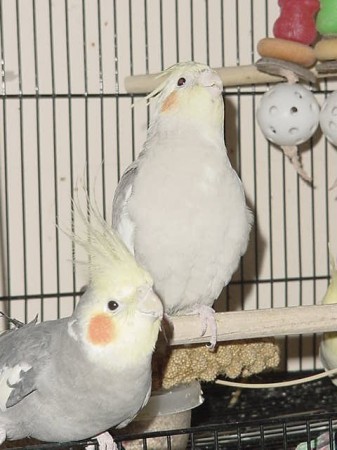 Peppercorn (lfet) and Baballo (right)