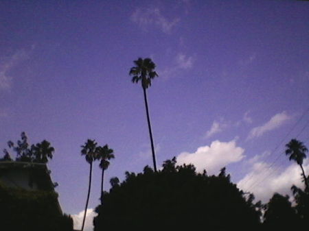 Palm trees in Hollywood 2010