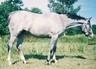 Blue Blizzard, my horse at 2 yrs old