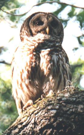 Adult Barred Owl