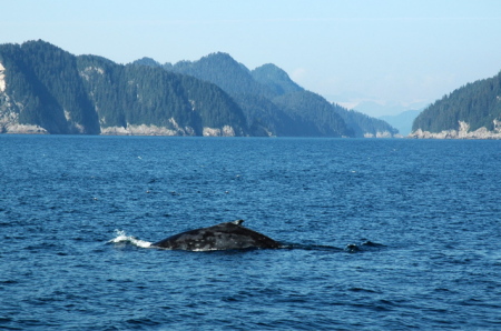 Whale Watch