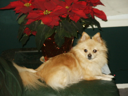 My Pomeranian "Fi Fi"