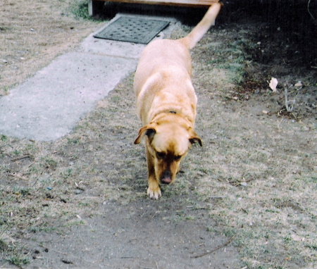 Jack passed away in 2008.  He was a good dog.
