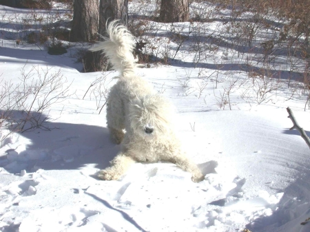 Zabo, the Komondor, Official Puppy Photo