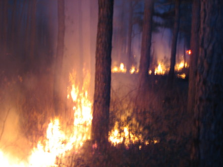 forrest fire