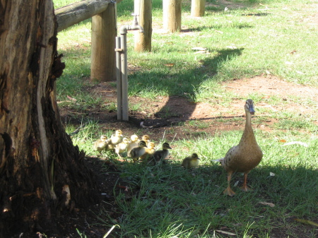 Ducks South Australia 2003