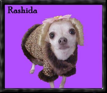 Rashida my chihuahua