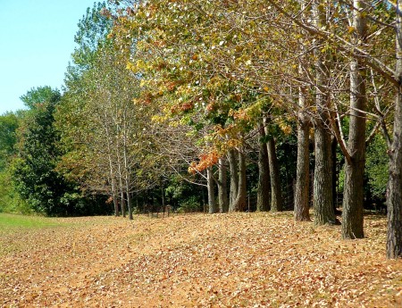 " Fall Trees on Chicago Dr."