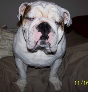 my English bulldog