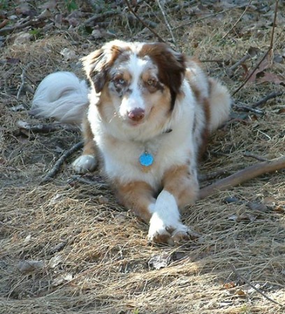 My Australian Shepherd, Sienna